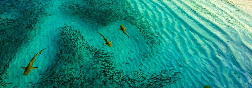 Overhead view of several sharks feeding near a beach