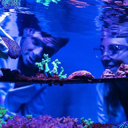 David Suggett and Emma Camp in the coral lab